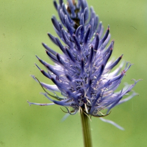 Photographie n°1050977 du taxon Phyteuma spicatum L. [1753]