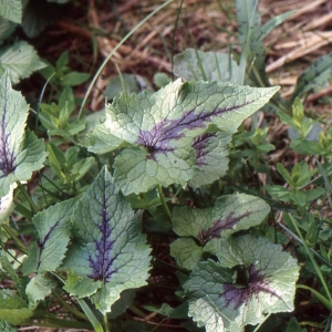 Photographie n°1050978 du taxon Phyteuma spicatum L. [1753]