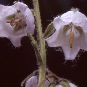 Photographie n°1050991 du taxon Campanula barbata L. [1759]