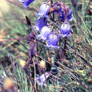 Photographie n°1051005 du taxon Campanula barbata L. [1759]