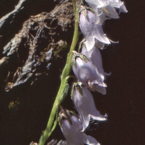 Photographie n°1051006 du taxon Campanula barbata L. [1759]