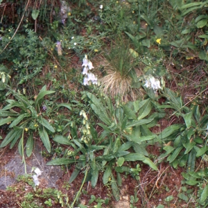 Photographie n°1051008 du taxon Campanula barbata L. [1759]