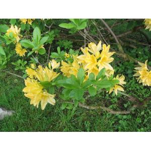 Rhododendron luteum (L.) Sweet (Yellow Azalea)