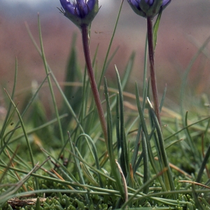 Photographie n°1051411 du taxon Phyteuma hemisphaericum L. [1753]