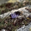  Liliane Roubaudi - Phyteuma globulariifolium subsp. pedemontanum (R.Schulz) Bech. [1956]