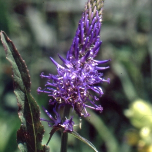 Photographie n°1051422 du taxon Phyteuma scorzonerifolium Vill. [1785]