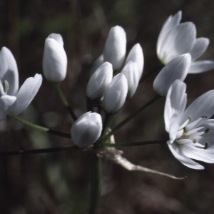 Photographie n°1051431 du taxon Allium neapolitanum Cirillo [1788]