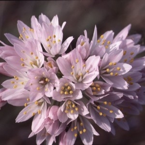 Photographie n°1051434 du taxon Allium roseum L. [1753]