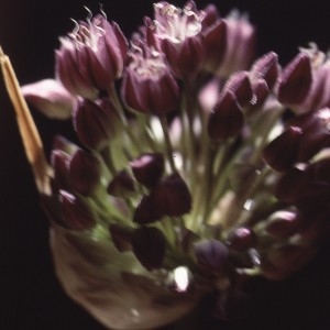 Photographie n°1051438 du taxon Allium rotundum L. [1762]