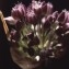  Liliane Roubaudi - Allium rotundum L. [1762]
