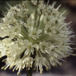 Photographie n°1051449 du taxon Allium victorialis L. [1753]