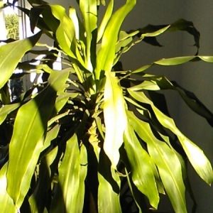  - Dracaena Vand. ex L.