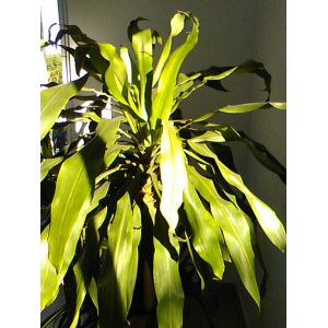 Dracaena Vand. ex L.