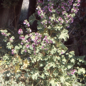 Photographie n°1052085 du taxon Malva arborea (L.) Webb & Berthel. [1837]