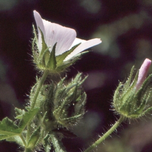 Photographie n°1052523 du taxon Althaea hirsuta L. [1753]