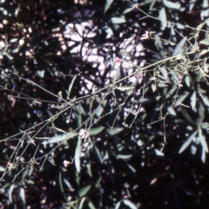 Photographie n°1052525 du taxon Althaea cannabina L.