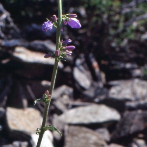 Photographie n°1052549 du taxon Campanula bononiensis L. [1753]