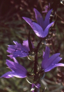 Liliane Roubaudi, le  3 juillet 1994 (Château-Ville-Vieille)