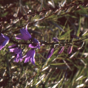 Campanula bononiensis subsp. lychnitis (Hornem.) A.DC. (Campanule de Bologne)