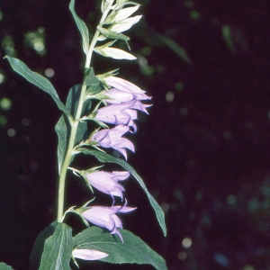 Photographie n°1052557 du taxon Campanula latifolia L. [1753]