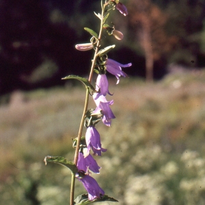 Photographie n°1052558 du taxon Campanula rapunculoides L. [1753]