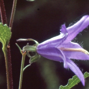Photographie n°1052560 du taxon Campanula rapunculoides L. [1753]