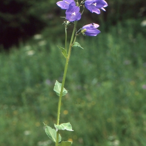 Photographie n°1052566 du taxon Campanula rhomboidalis L. [1753]