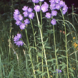  - Campanula rhomboidalis L. [1753]