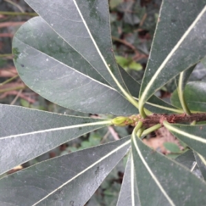 Photographie n°1053791 du taxon Pittosporum tobira (Thunb.) W.T.Aiton [1811]