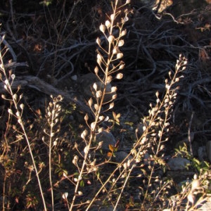 Photographie n°1055099 du taxon Camelina Crantz [1762]