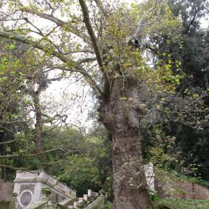 Photographie n°1055322 du taxon Platanus orientalis L. [1753]