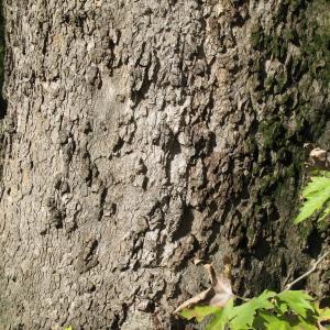 Photographie n°1055326 du taxon Platanus orientalis L. [1753]