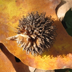 Photographie n°1055327 du taxon Platanus orientalis L. [1753]