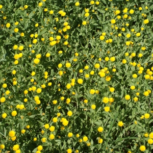 Photographie n°1055575 du taxon Calendula arvensis L. [1763]