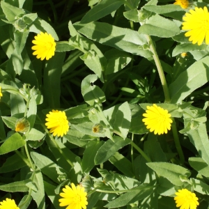 Photographie n°1055576 du taxon Calendula arvensis L. [1763]