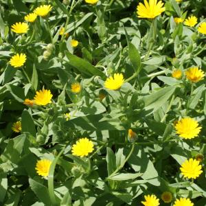 Photographie n°1055579 du taxon Calendula arvensis L. [1763]