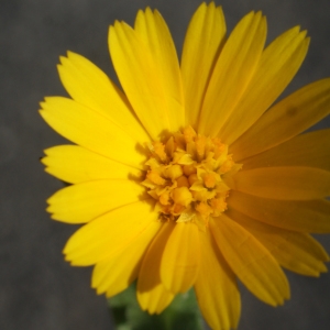 Photographie n°1055590 du taxon Calendula arvensis L. [1763]