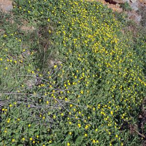 Photographie n°1055640 du taxon Calendula arvensis L. [1763]