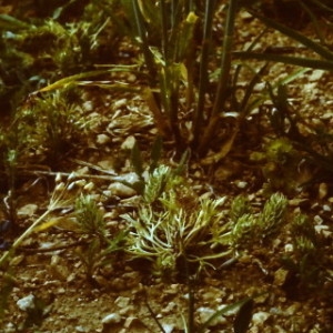  - Ceratocephala falcata subsp. falcata