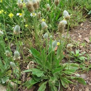 Photographie n°1056074 du taxon Plantago lagopus L. [1753]