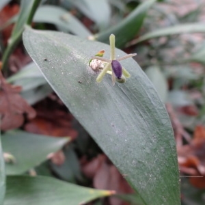 Photographie n°1056083 du taxon Ruscus hypoglossum L. [1753]