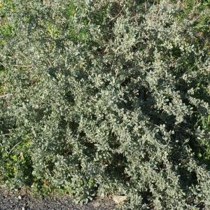 Photographie n°1056135 du taxon Atriplex halimus L. [1753]