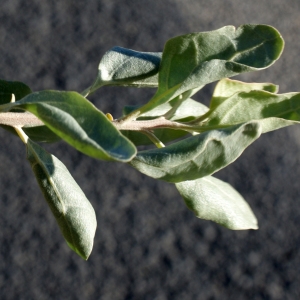 Photographie n°1056138 du taxon Atriplex halimus L. [1753]