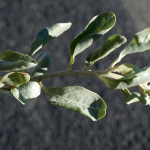 Photographie n°1056144 du taxon Atriplex halimus L. [1753]