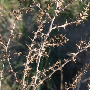 Photographie n°1056155 du taxon Salsola kali L. [1753]
