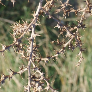 Photographie n°1056156 du taxon Salsola kali L. [1753]