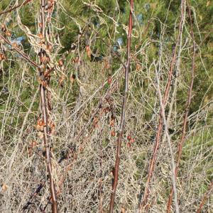 Photographie n°1057100 du taxon Elaeagnus angustifolia L. [1753]