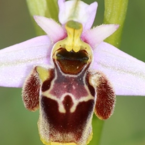  - Ophrys santonica J.M.Mathé & Melki [1994]