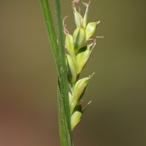  - Carex olbiensis Jord. [1846]