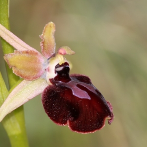 Ophrys ligustica R.Romolini & R.Soca